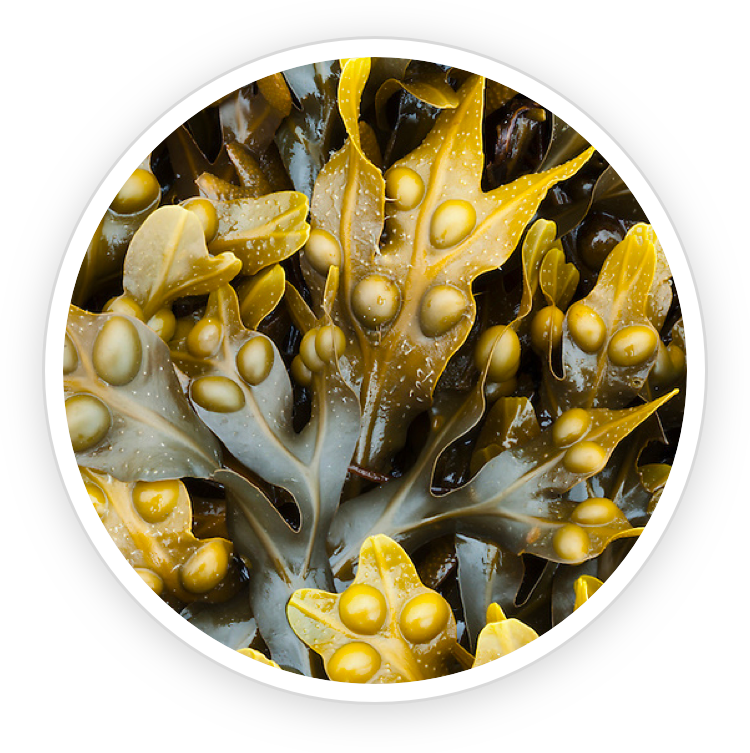 Bladderwrack-Powder