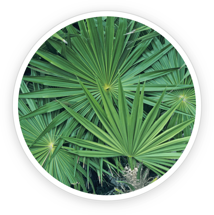 Saw-Palmetto